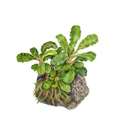 Bucephalandra pygmaea 'Wavy Green' auf Lavastein