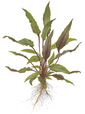 Cryptocoryne beckettii 'Petchii' auf Lavastein