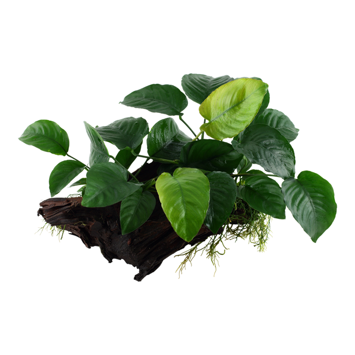 Anubias auf Holz (12-16cm)