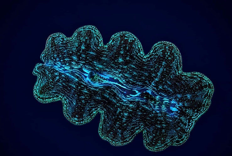 Tridacna crocea – Bohrmuschel (3-4 cm)