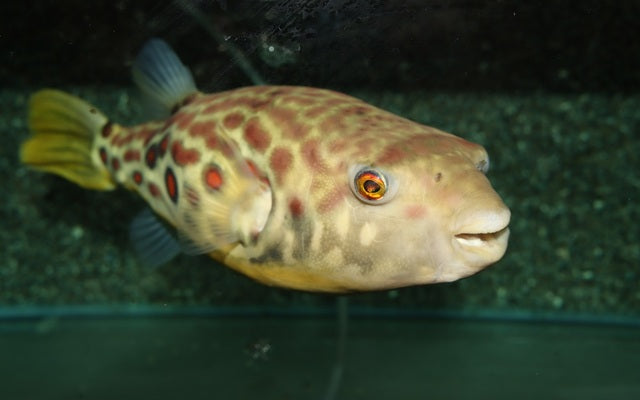 Cross River Kugelfisch 10 - 15cm
