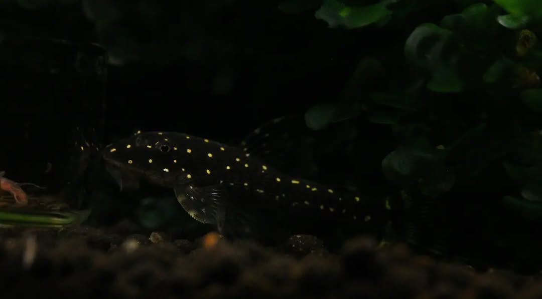 Dwarf Pleco haroldoi – Parotocinclus haroldoi | Seltener Mini-Wels & natürlicher Algenfresser