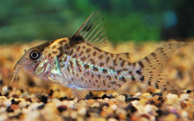 Silberstreifen-Panzerwels – Corydoras agassizii
