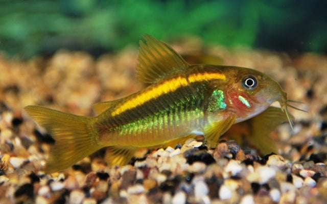 Panzerwels Orange Laser – Corydoras sp. CW010