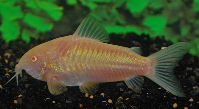 Metallpanzerwels Albino – Corydoras aeneus Albino