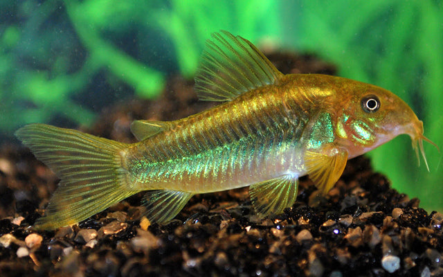 Panzerwels Peru Green Stripe – Corydoras sp. CW009