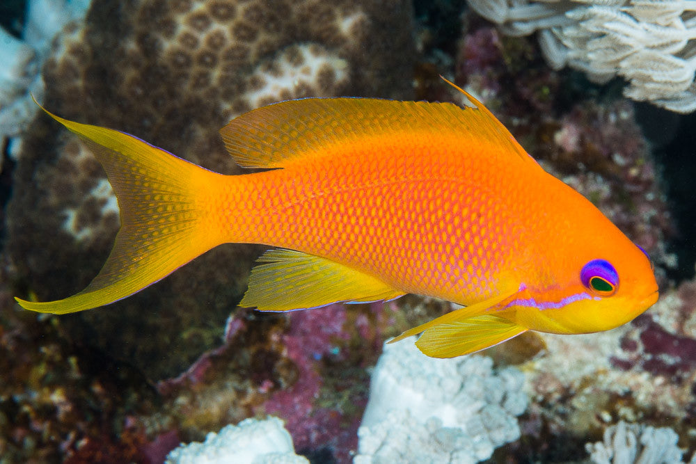 Pseudanthias squamipinnis Juwel-Fahnenbarsch