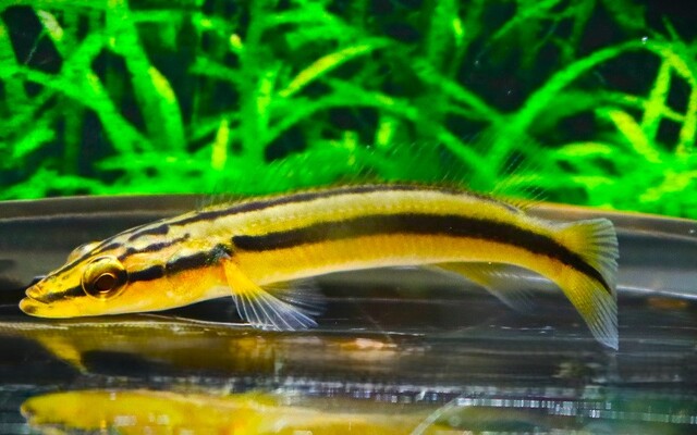 Hechtbuntbarsch Zebrina Wildfang – Crenicichla zebrina