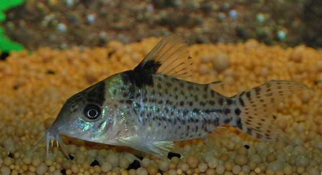 Punktierter Panzerwels – Corydoras punctatus