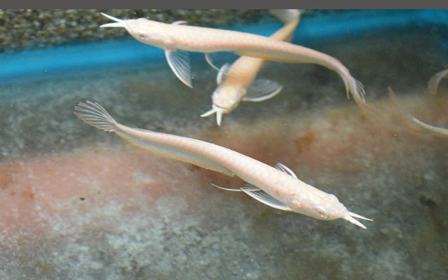 ALBINO Silber Arowana (Osteoglossum bicirrhosum)