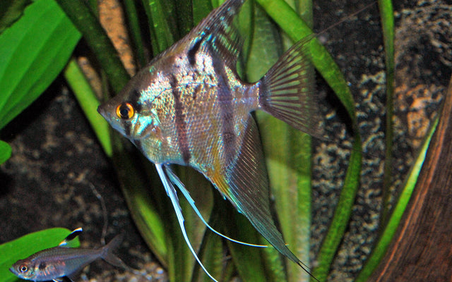 Skalar Rio Nanay – Pterophyllum scalare