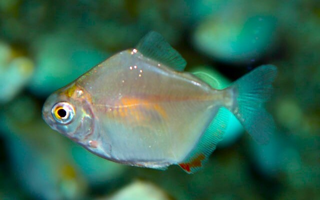 Silberdollar Metynnis argenteus – Metynnis argenteus