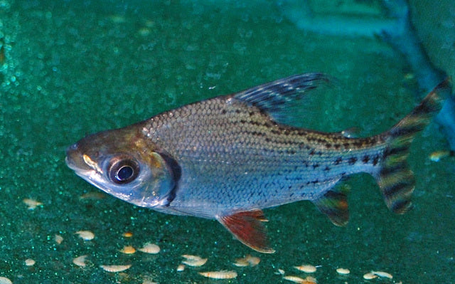 Schwanzstreifen-Salmler – Semaprochilodus taeniurus