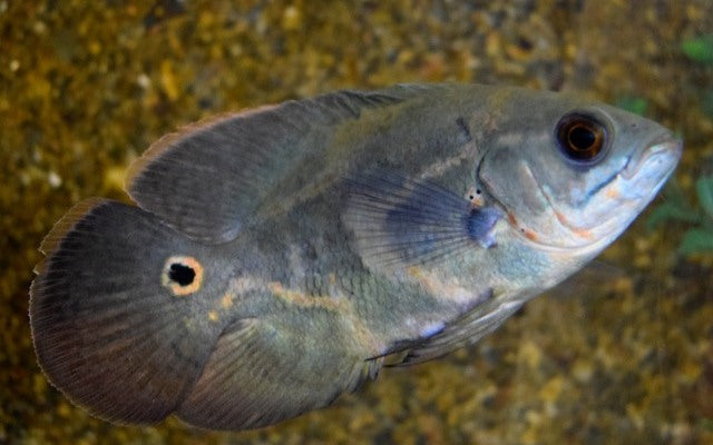 Pfauenaugen-Buntbarsch – Astronotus ocellatus WF