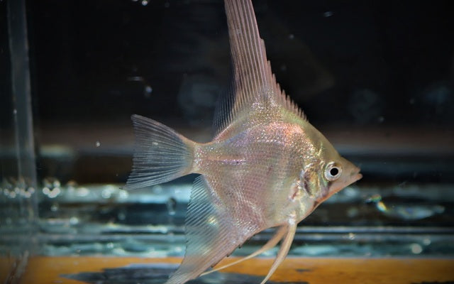 Skalar Manacapuru Wildfang – Pterophyllum scalare