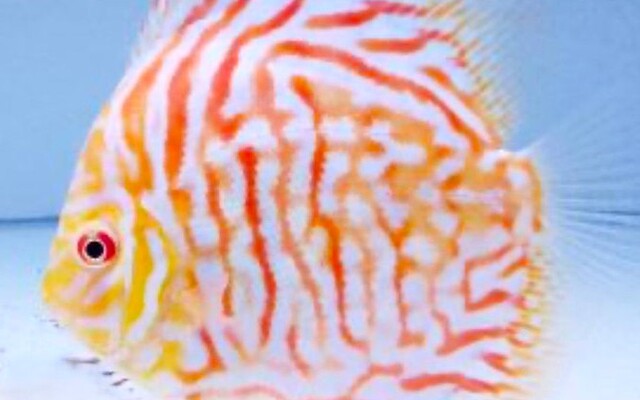 Diskus White Tiger – Symphysodon aequifasciatus