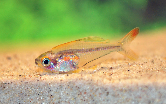 Kolibrisalmler Wildfang – Trochilocharax ornatus