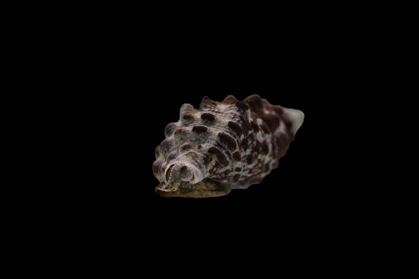 Cerithium caeruleum - Cyanofressende Nadelschnecke