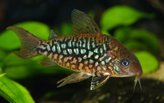 Pantanal-Panzerwels – Corydoras pantanalensis