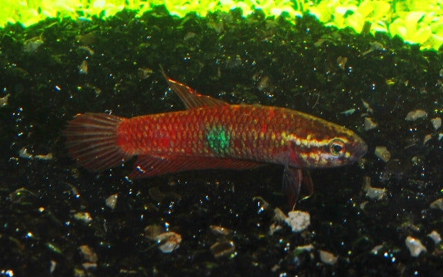 Betta brownorum – Maulbrütender Wildfang | Seltene Zwergart mit intensiver Rotfärbung und leuchtend blauen Augen