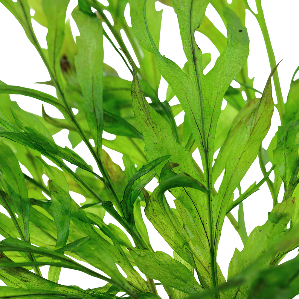 Bolbitis heudelotii (XL Topf)