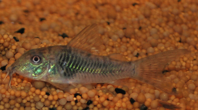 Panzerwels septentrionalis – Corydoras septentrionalis | Seltener Wildfang aus Venezuela mit feiner Punktzeichnung & friedlichem Verhalten