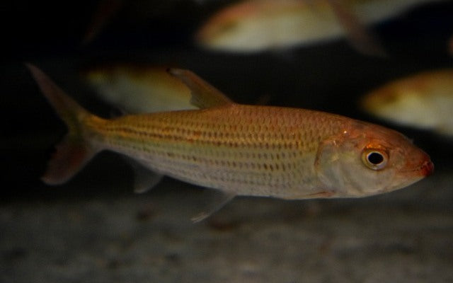 Tigersalmler (Hydrocynus vittatus)