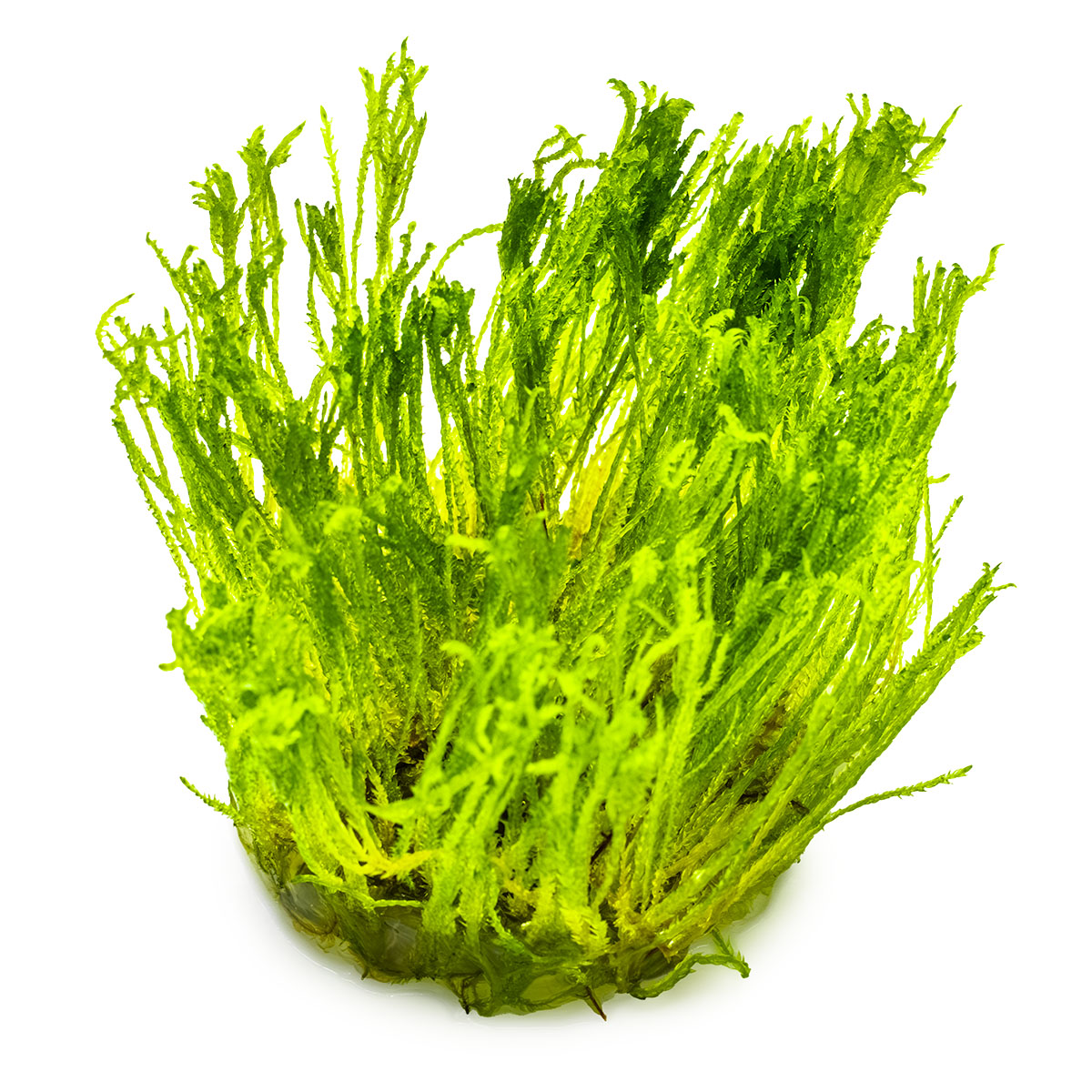 Taxiphyllum alternans 'Taiwan Moss'