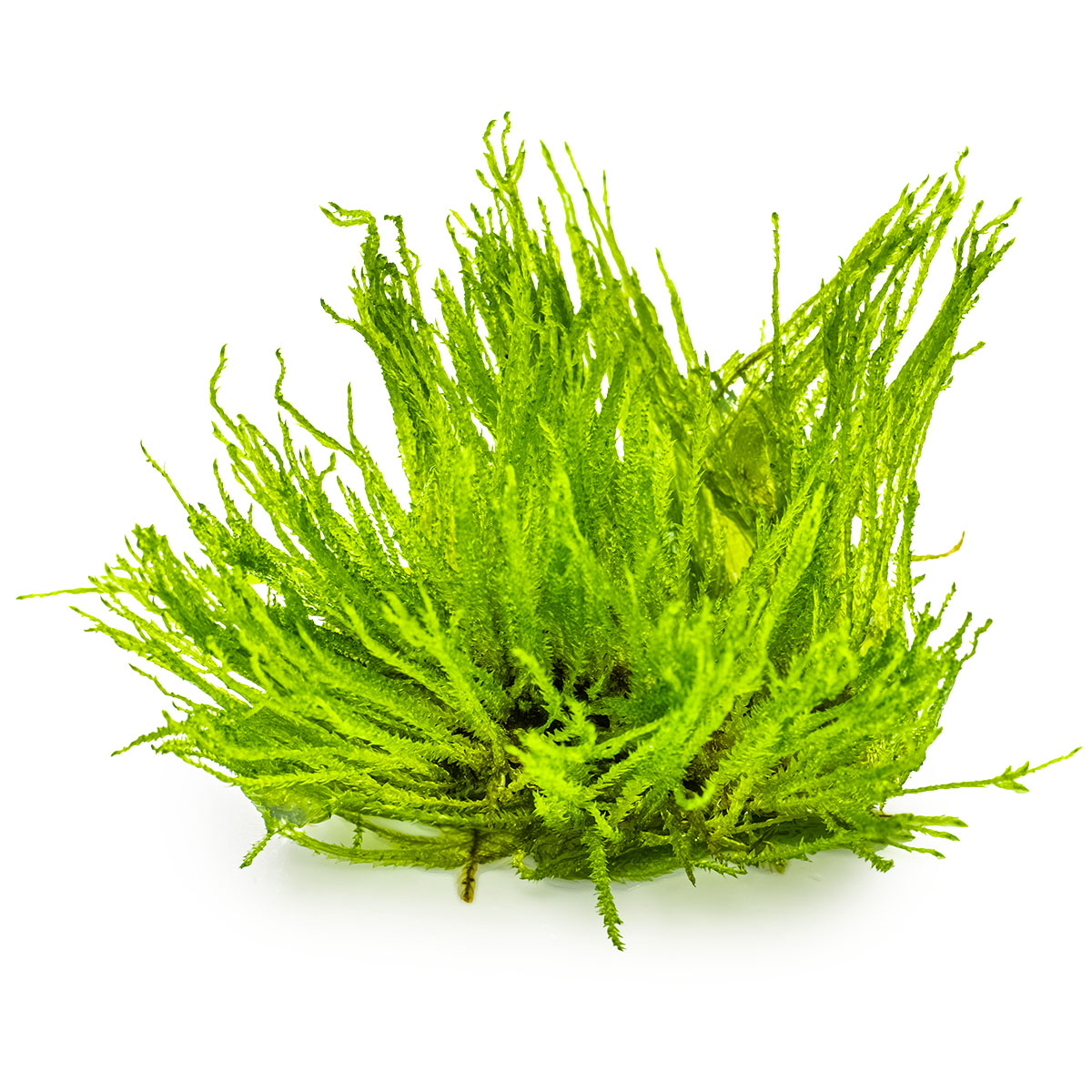 Taxiphyllum sp. 'Spiky Moss'