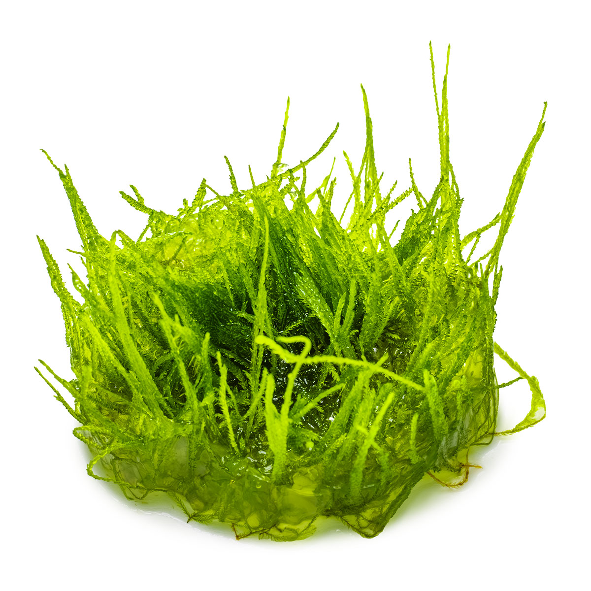 Taxiphyllum barbieri 'Bogor Moss'