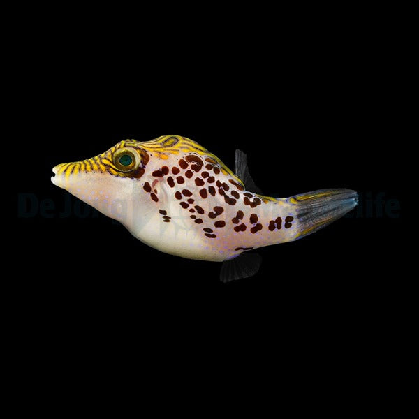 Canthigaster leoparda – Leoparden-Spitzkopfkugelfisch