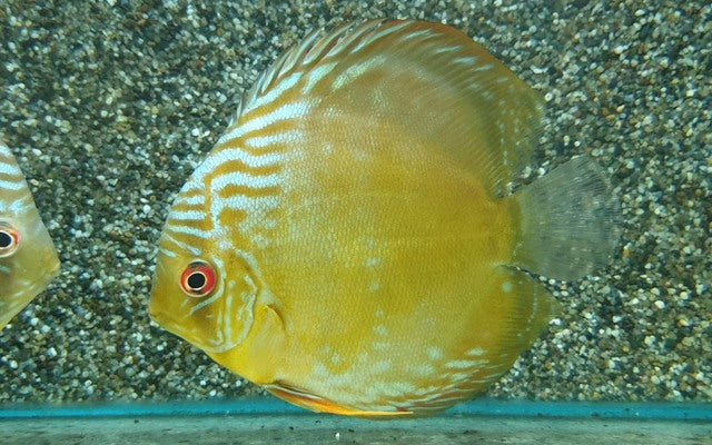 Diskus Cametá – Symphysodon aequifasciatus cameta | Prächtiger Amazonas-Wildfang