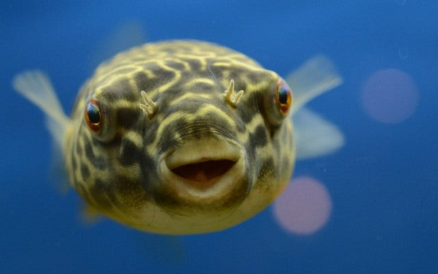 Goldringel-Kugelfisch (Tetraodon mbu) S