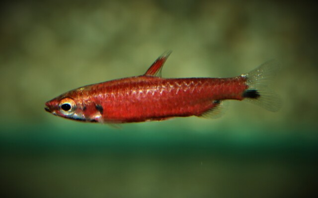 Zwergziersalmler Super Rot Amaya Wildfang – Nannostomus amaya