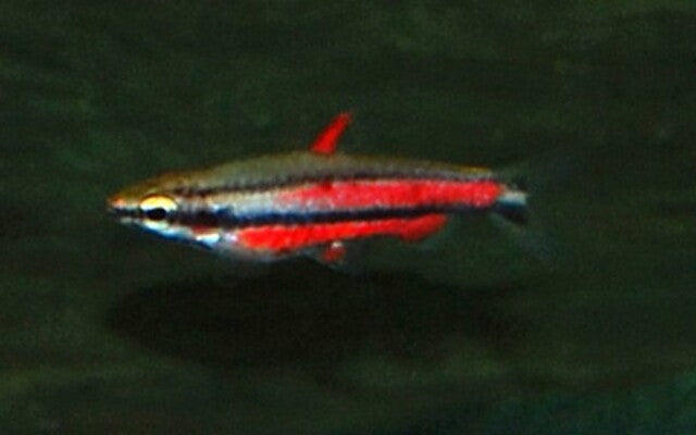 Ziersalmler Rubrocaudatus Wildfang – Nannostomus rubrocaudatus