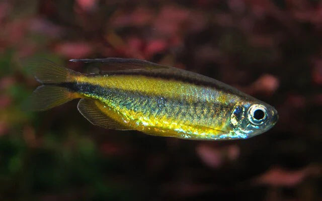 Gold-Kongosalmler (Phenacogrammus aurantiacus) – Sparset 10 Stück
