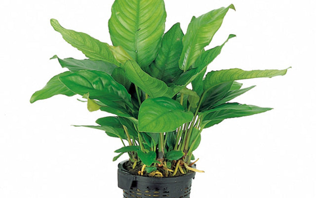 Anubias heterophylla - XL