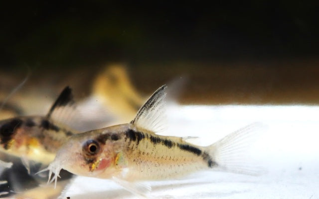 Granti-Panzerwels – Corydoras granti