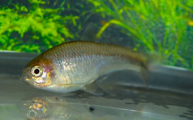 Weitzman Salmler Wildfang – Lophiobrycon weitzmani