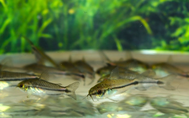Zwergpanzerwels – Corydoras pygmaeus