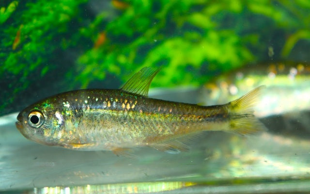 Uasio Salmler Wildfang – Hyphessobrycon uasio