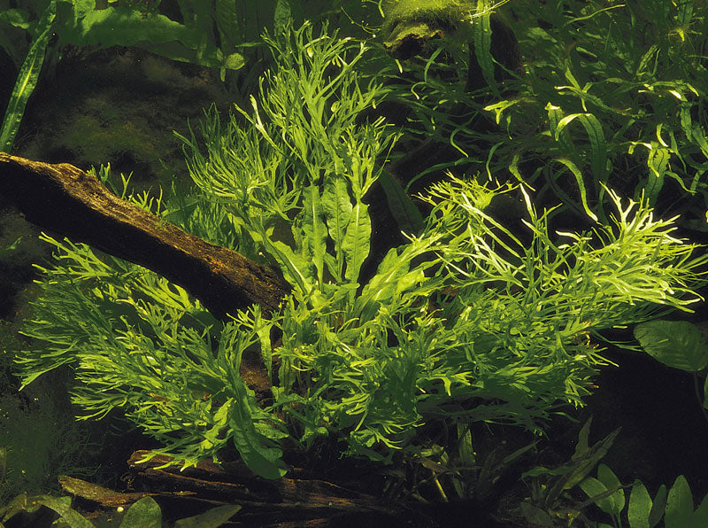 Microsorum pteropus 'Windeløv' (XL Topf)