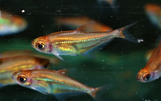 Salmler Virgulatus Wildfang – Heterocharax virgulatus