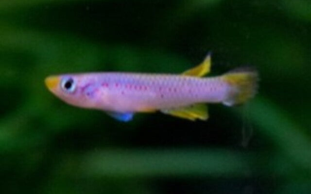Aphyosemion polli