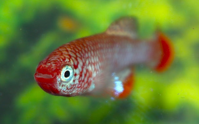 Nothobranchius boklundi Iuangwa Valley | Seltener, farbintensiver Killifisch
