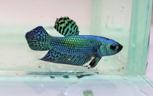 Betta Alien Green Männchen