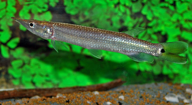 Hujeta-Hechtsalmler (Ctenolucius hujeta)
