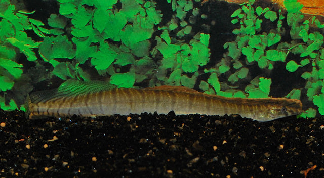 Zebrastachelaal (Mastacembelus zebrinus)