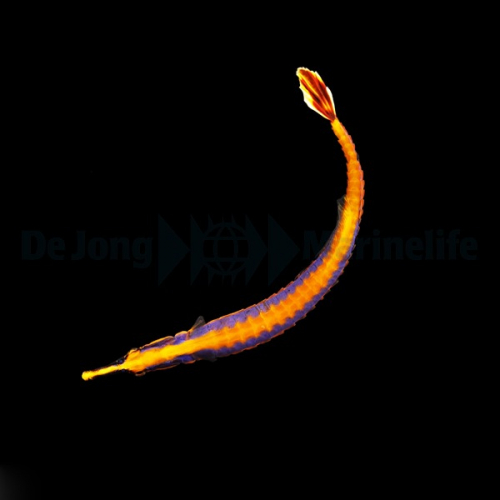 Doryrhamphus excisus kaufen – Blaustreifen-Seenadel Paar für Riffaquarien