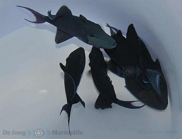 Rotzahn-Drückerfisch (Odonus niger)